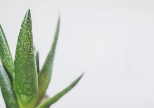 aloe vera droge huid